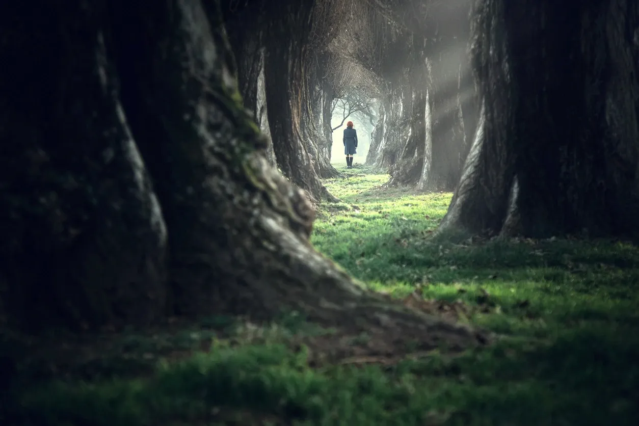 Serene wooded pathway with sunlight rays