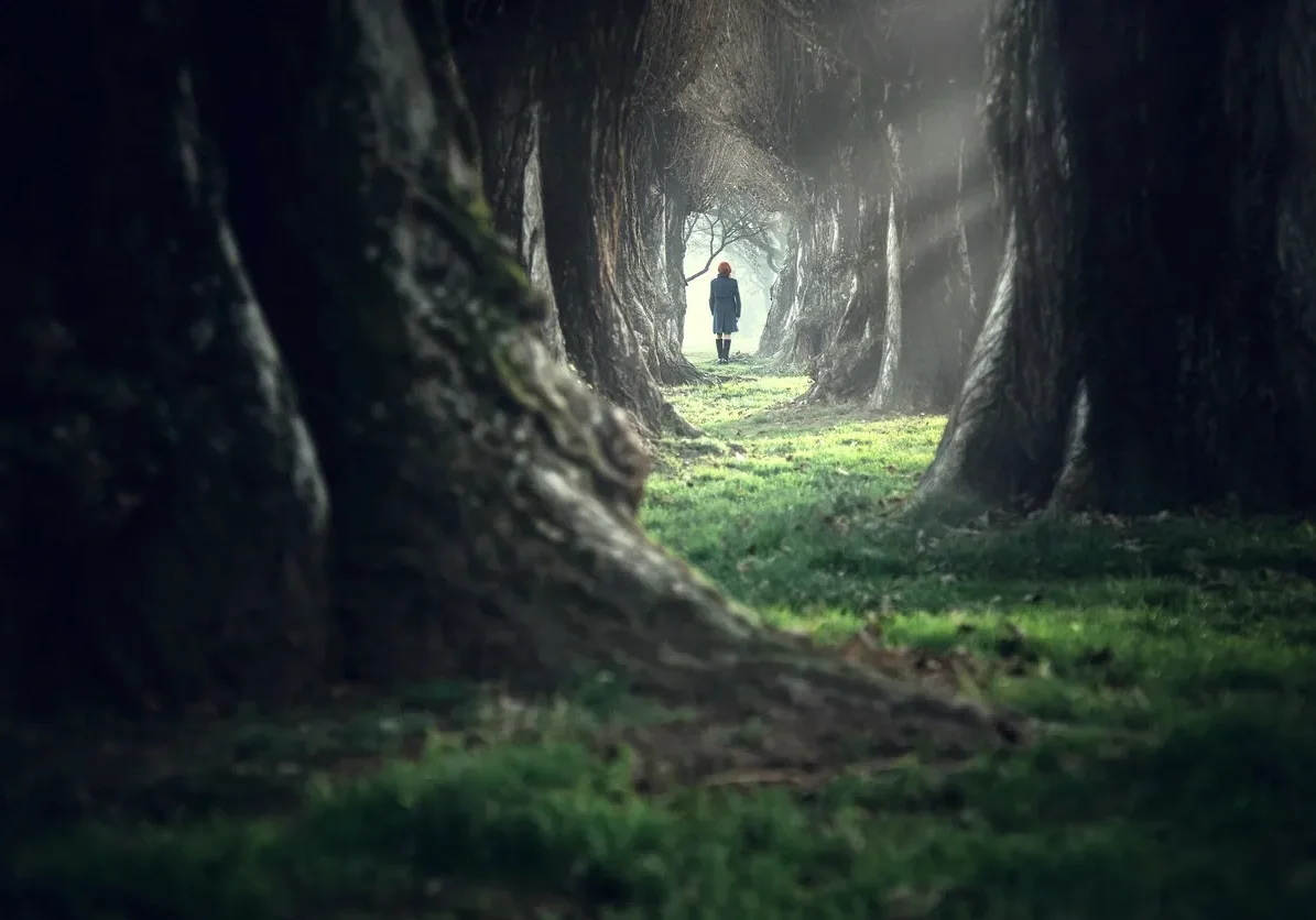 Serene wooded pathway with sunlight rays